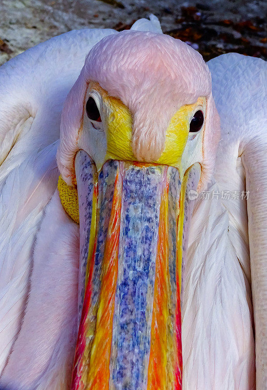 大白鹈鹕(Pelecanus onocrotalus)，鸟头特写，乌克兰